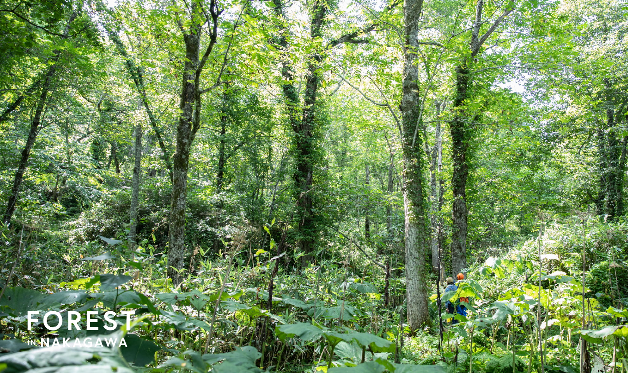 FOREST IN NAKAGAWA